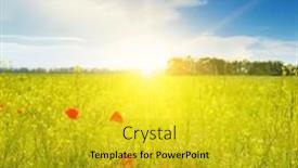  Presentation with poppies - 