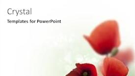  Presentation with poppies - Theme enhanced with plain natural abstract blurred background - poppies field nature composition background and a white colored foreground