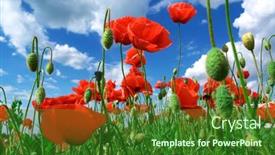  Presentation with poppies - 