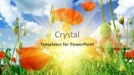  Presentation with poppies - 