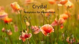  Presentation with poppies - Theme consisting of poppies field background and a gold colored foreground