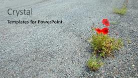  Presentation with poppies - Presentation consisting of poppies-growing-in-the-road background and a light gray colored foreground