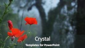  Presentation with anzac - Colorful slide set enhanced with poppies in foggy forest - remembrance backdrop and a tawny brown colored foreground