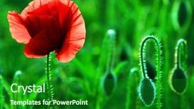  Presentation with poppies - Audience pleasing PPT layouts consisting of poppies in sunset light backdrop and a forest green colored foreground
