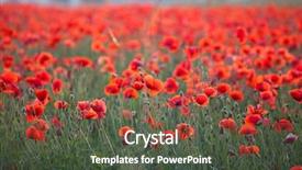  Presentation with remembrance - Beautiful PPT layouts featuring poppies in the field - remembrance backdrop and a tawny brown colored foreground