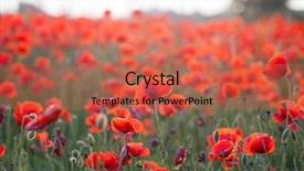  Presentation with remembrance - Slide deck with poppies in the field - remembrance background and a red colored foreground