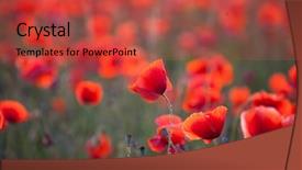  Presentation with remembrance - Colorful PPT theme enhanced with poppies in the field - remembrance backdrop and a red colored foreground