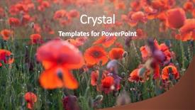  Presentation with remembrance - Slide deck enhanced with poppies in the field - remembrance background and a coral colored foreground