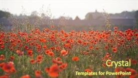  Presentation with remembrance - Colorful slide set enhanced with poppies in the field - remembrance backdrop and a tawny brown colored foreground