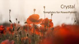  Presentation with remembrance - Beautiful PPT theme featuring poppies in the field - remembrance backdrop and a cream colored foreground
