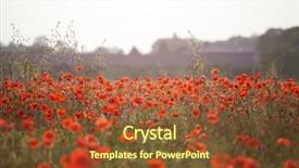  Presentation with remembrance - Slide set with poppies in the field - remembrance background and a tawny brown colored foreground