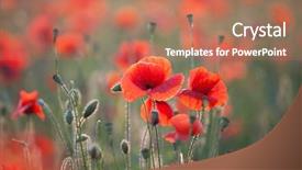  Presentation with remembrance - Colorful presentation design enhanced with poppies in the field - remembrance backdrop and a coral colored foreground