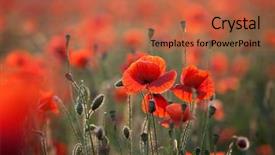  Presentation with remembrance - PPT theme having poppies in the field - remembrance background and a red colored foreground