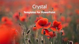  Presentation with remembrance - Audience pleasing slide set consisting of poppies in the field - remembrance backdrop and a coral colored foreground
