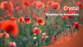  Presentation with remembrance - Presentation design featuring poppies in the field - remembrance background and a red colored foreground