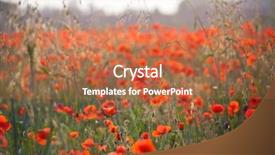  Presentation with remembrance - Cool new PPT theme with poppies in the field - remembrance backdrop and a red colored foreground
