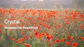  Presentation with remembrance - Slide set enhanced with poppies in the field - remembrance background and a coral colored foreground