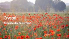  Presentation with remembrance - Presentation theme consisting of poppies in the field - remembrance background and a coral colored foreground