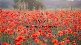  Presentation with remembrance - Slide deck with poppies in the field - remembrance background and a red colored foreground