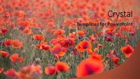 Presentation with remembrance - Colorful PPT theme enhanced with poppies in the field - remembrance backdrop and a coral colored foreground