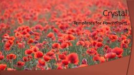  Presentation with remembrance - PPT layouts having poppies in the field - remembrance background and a  colored foreground
