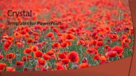  Presentation with remembrance - Audience pleasing slide deck consisting of poppies in the field - remembrance backdrop and a  colored foreground