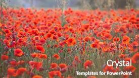  Presentation with remembrance - PPT theme featuring poppies in the field - remembrance background and a  colored foreground