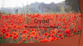  Presentation with remembrance - Cool new PPT layouts with poppies in the field - remembrance backdrop and a  colored foreground