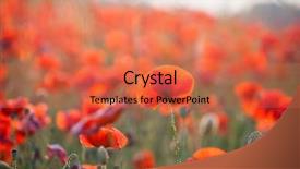  Presentation with remembrance - Amazing PPT theme having poppies in the field - remembrance backdrop and a  colored foreground