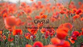  Presentation with remembrance - Slide set consisting of poppies in the field - remembrance background and a  colored foreground