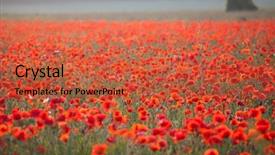 Presentation with remembrance - Slide set with poppies in the field - remembrance background and a red colored foreground