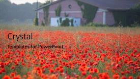  Presentation with remembrance - Colorful presentation design enhanced with poppies in the field - remembrance backdrop and a red colored foreground