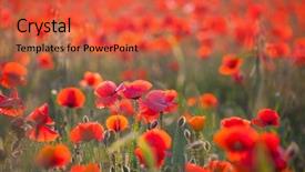  Presentation with remembrance - PPT theme having poppies in the field - remembrance background and a red colored foreground