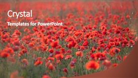  Presentation with remembrance - Audience pleasing slide set consisting of poppies in the field - remembrance backdrop and a red colored foreground