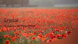  Presentation with poppies - Cool new PPT theme with poppies in the field - remembrance backdrop and a red colored foreground