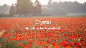  Presentation with poppies - Slide set enhanced with poppies in the field - remembrance background and a coral colored foreground