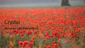  Presentation with remembrance - Presentation theme consisting of poppies in the field - remembrance background and a red colored foreground