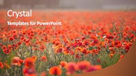  Presentation with remembrance - Presentation design with poppies in the field - remembrance background and a coral colored foreground