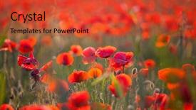  Presentation with remembrance - Presentation theme featuring poppies in the field - remembrance background and a red colored foreground