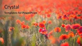  Presentation with remembrance - Cool new PPT layouts with poppies in the field - remembrance backdrop and a coral colored foreground
