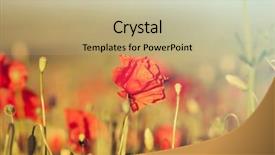  Presentation with remembrance - Presentation theme having poppies in the field - remembrance background and a mint green colored foreground