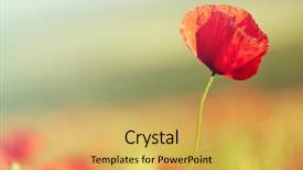  Presentation with poppies - PPT theme enhanced with poppies in the field - remembrance background and a yellow colored foreground