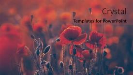  Presentation with poppies - Slide set with poppies-in-the-field-remembrance background and a red colored foreground
