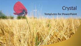  Presentation with poppies - Amazing presentation theme having poppies in the field of dry cereal backdrop and a light blue colored foreground