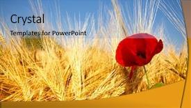  Presentation with poppies - PPT theme consisting of poppies in the field of dry cereal background and a light blue colored foreground