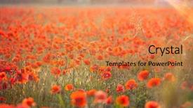  Presentation with red gold green field - Beautiful presentation theme featuring poppies in the sunset light backdrop and a  colored foreground