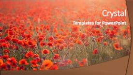  Presentation with poppies - Presentation with poppies in the sunset light background and a  colored foreground