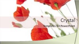  Presentation with poppies - PPT theme featuring poppies isolated on white background focus on the foreground floral border background and a lemonade colored foreground