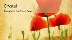  Presentation with poppies - Slides having poppies on a grunge wood background and a blonde colored foreground