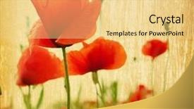  Presentation with peonies wood - Colorful slide deck enhanced with poppies on a grunge wood backdrop and a blonde colored foreground